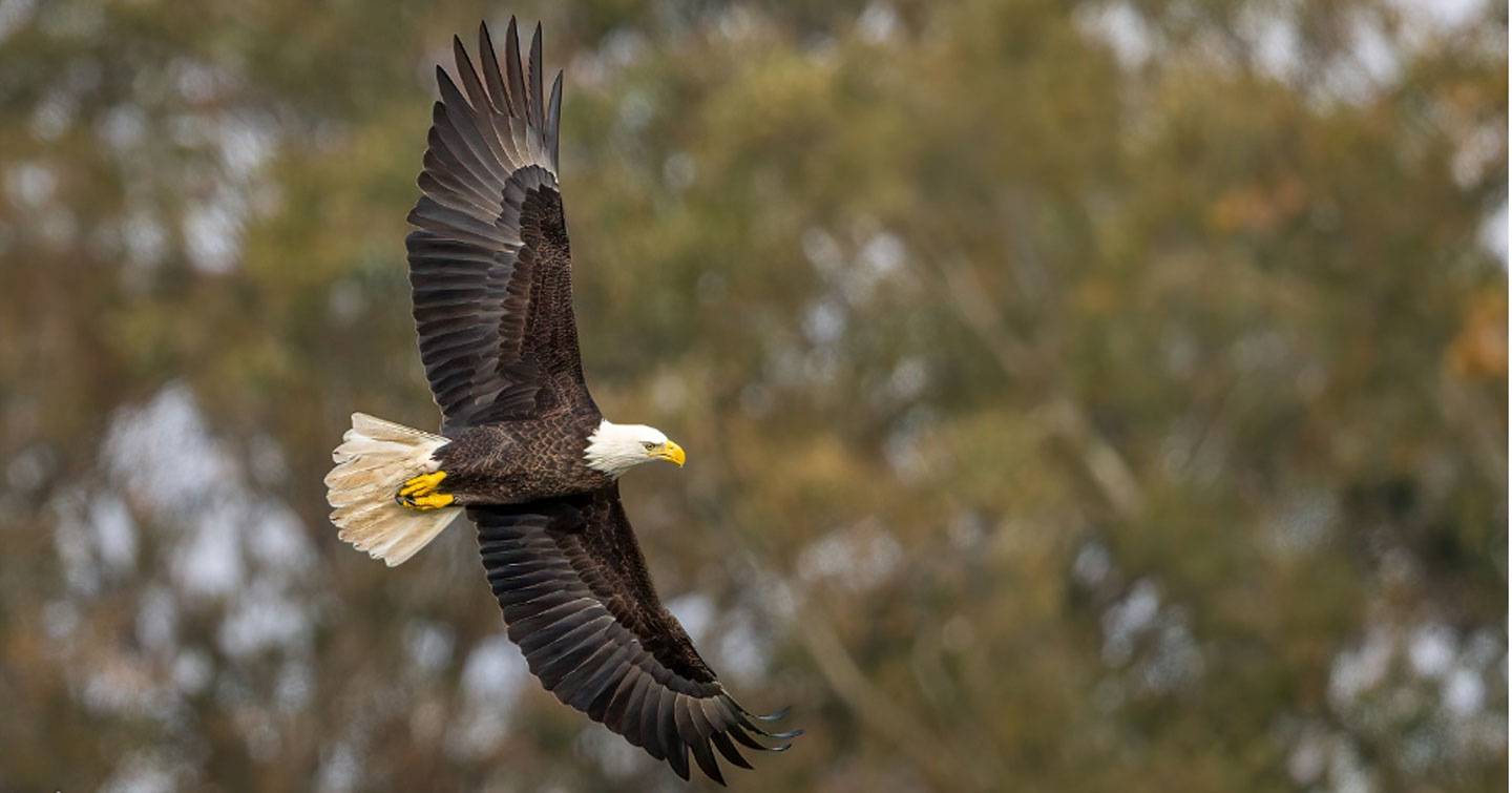 An adult bald eagle in flight at Dobbins Farm.