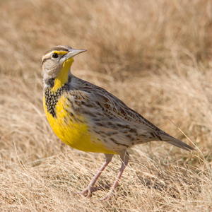Improving grassland bird habitat