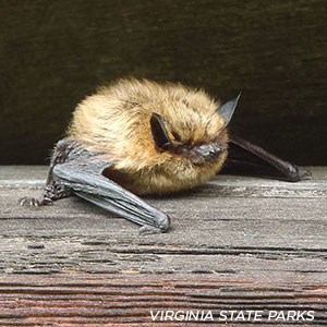 Local bats need your help