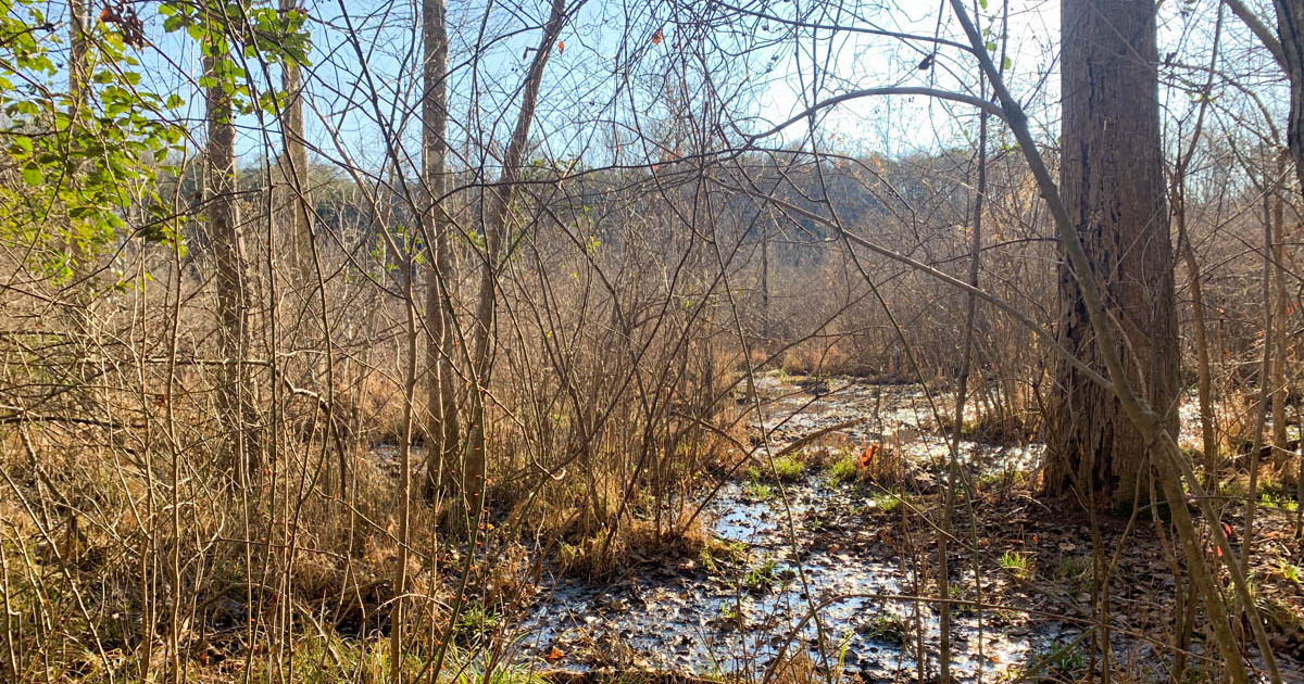 Protected wildlife habitat and wetlands in the Beaverdam Creek Preserve