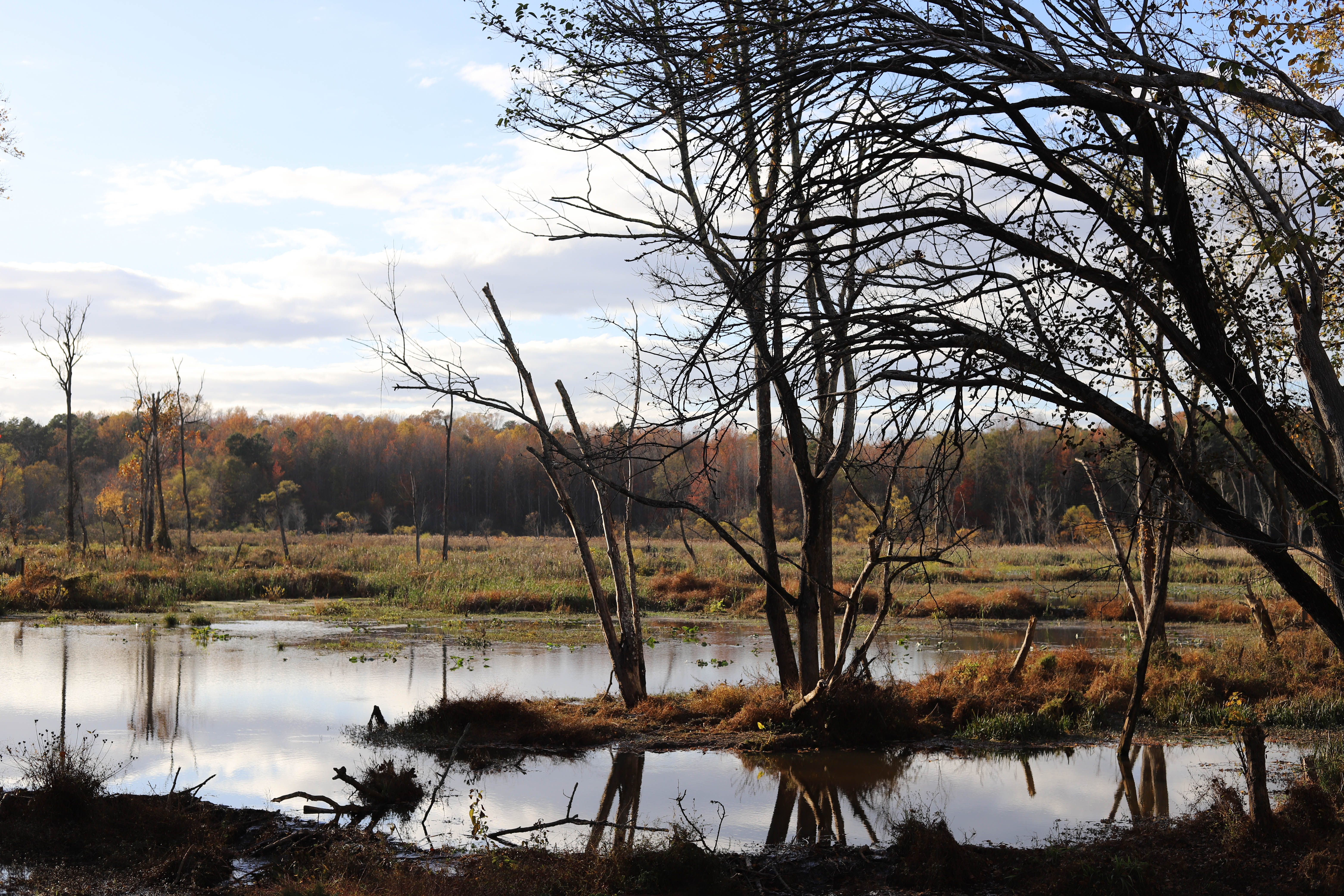 A conservation easement held by Upstate Forever permanently protects 379 acres of Conestee Nature Preserve