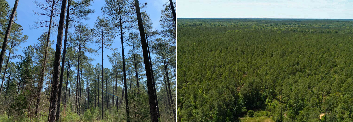 The permanent protection of Morrow Creek Timbers (left) and MROS Preserve (right) will contribute to the conservation of forest, wildlife habitat, and water quality in Abbeville County.
