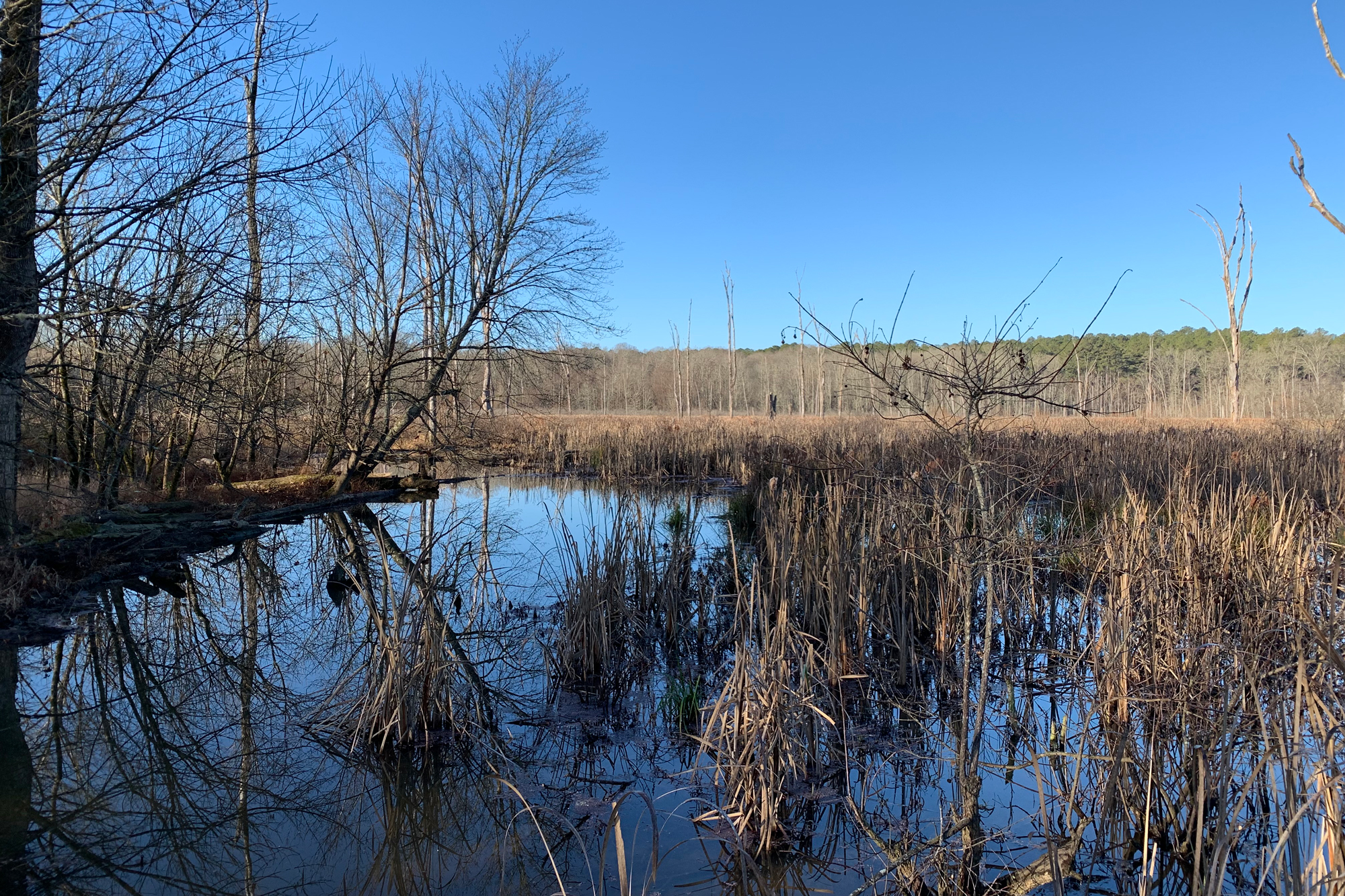 Public land swamp in Newberry County on a cool winter day