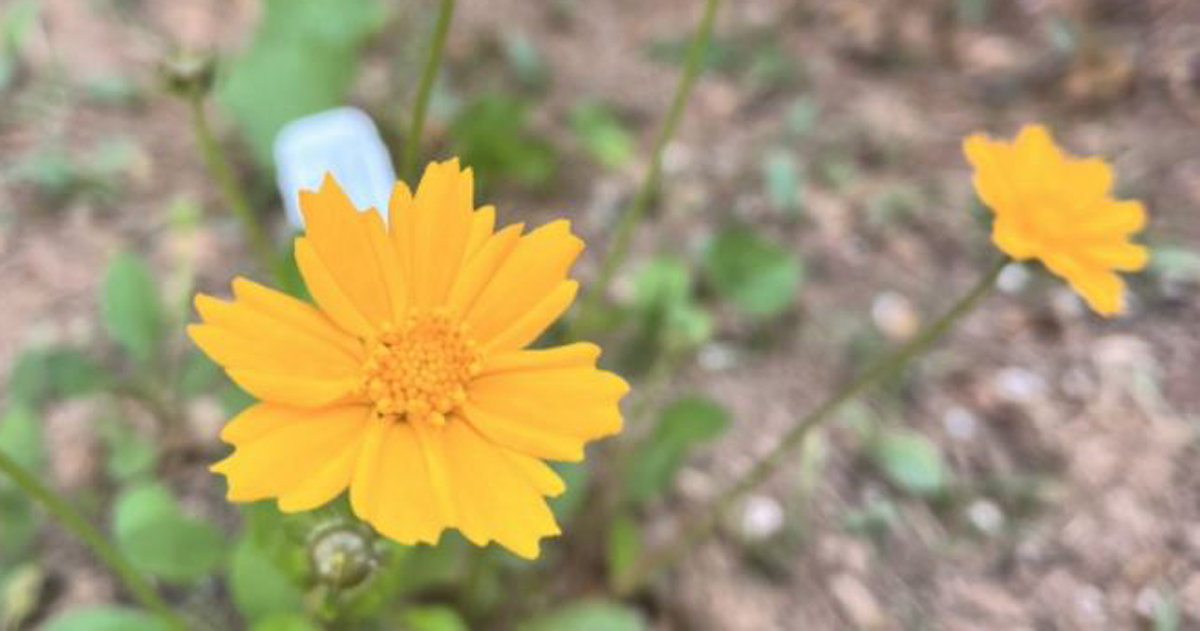 Native plant species Tickseed (Coreopsis) planted in Clean Water Associate Rebecca Wade's garden