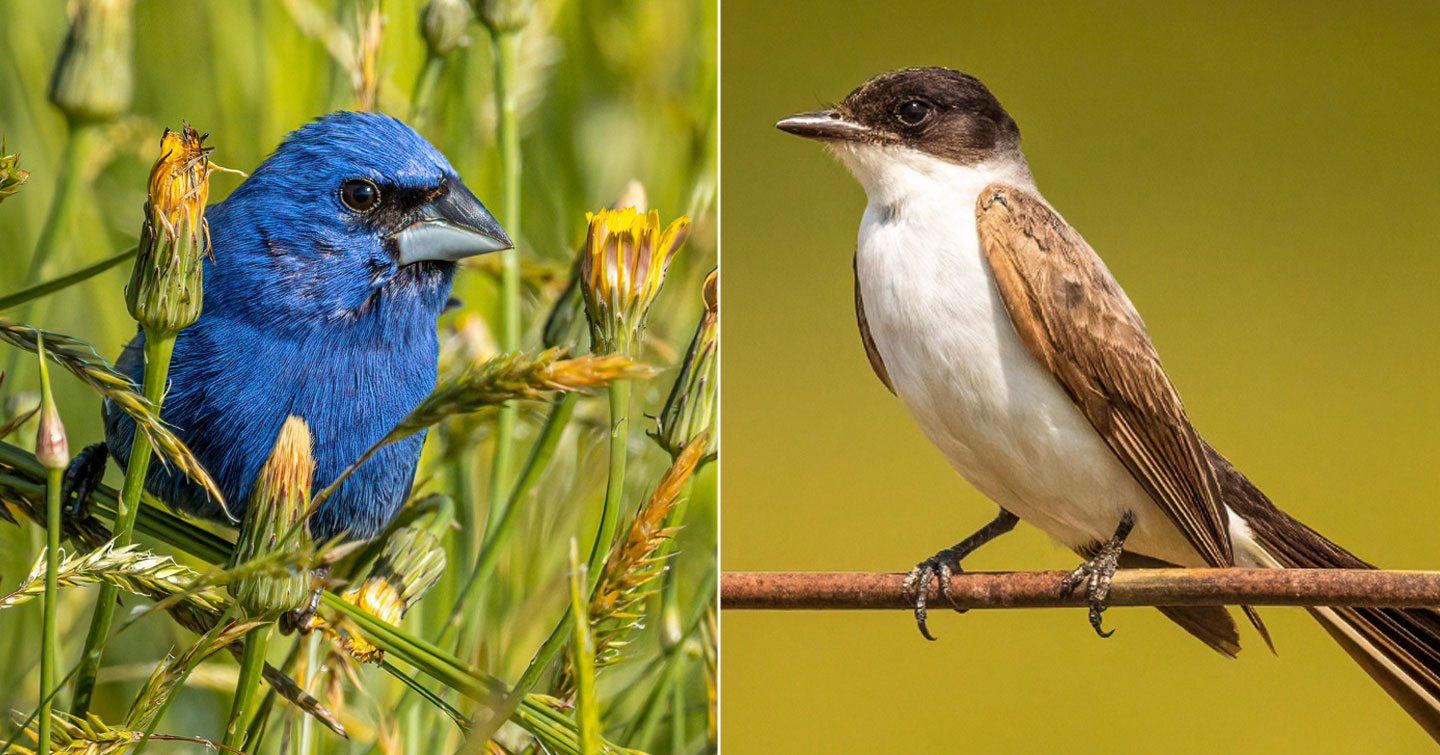 A male Blue Grosbeak, left, in the grass and a juvenile Fork-tailed Flycatcher, right, sits on a fence during visits to Dobbins Farm in Townville, SC.