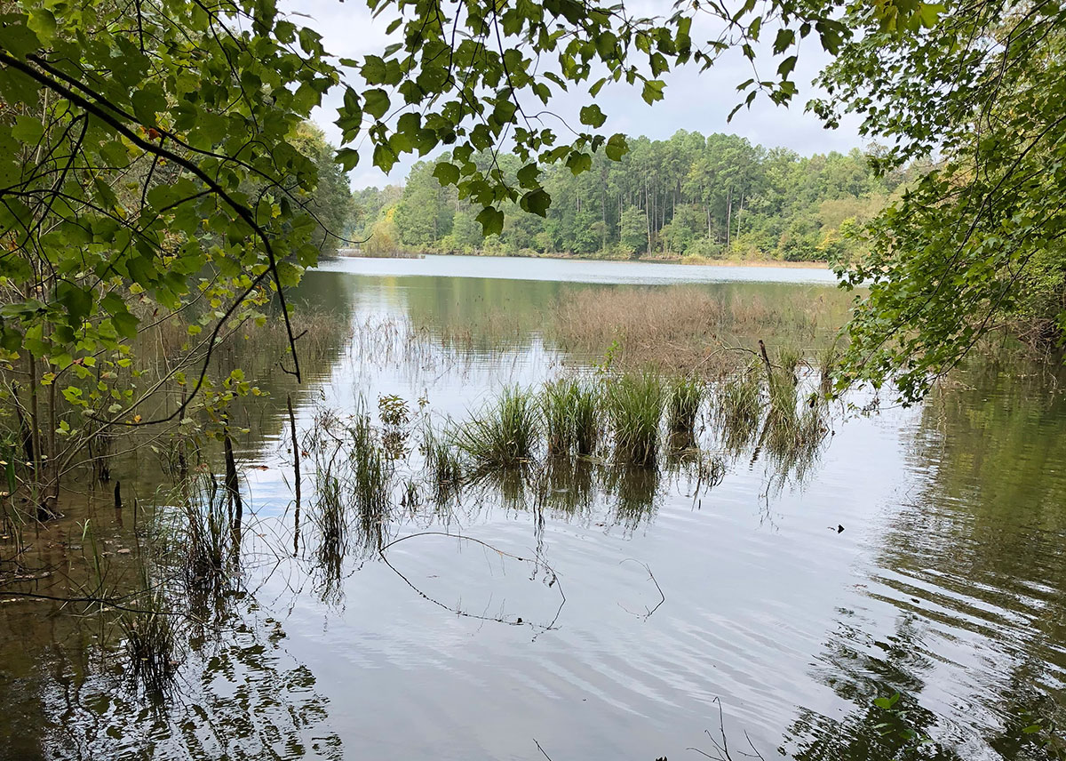 Hartwell Headwaters in Clemson Forest