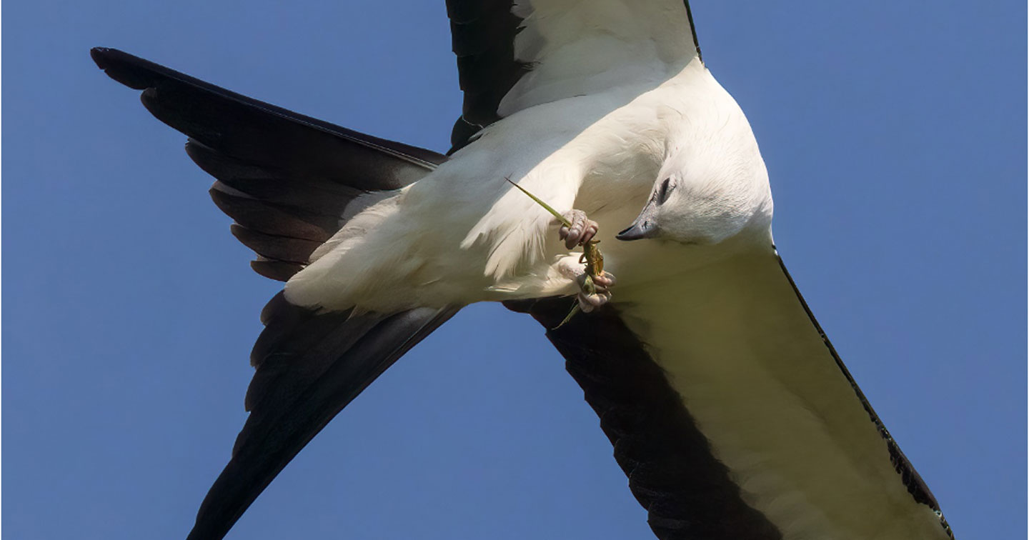 A Swallow-tailed Kite feeds on grasshoppers near Greenpond Road in Spartanburg County. All photos by Dr. Anthony Q. Martin.