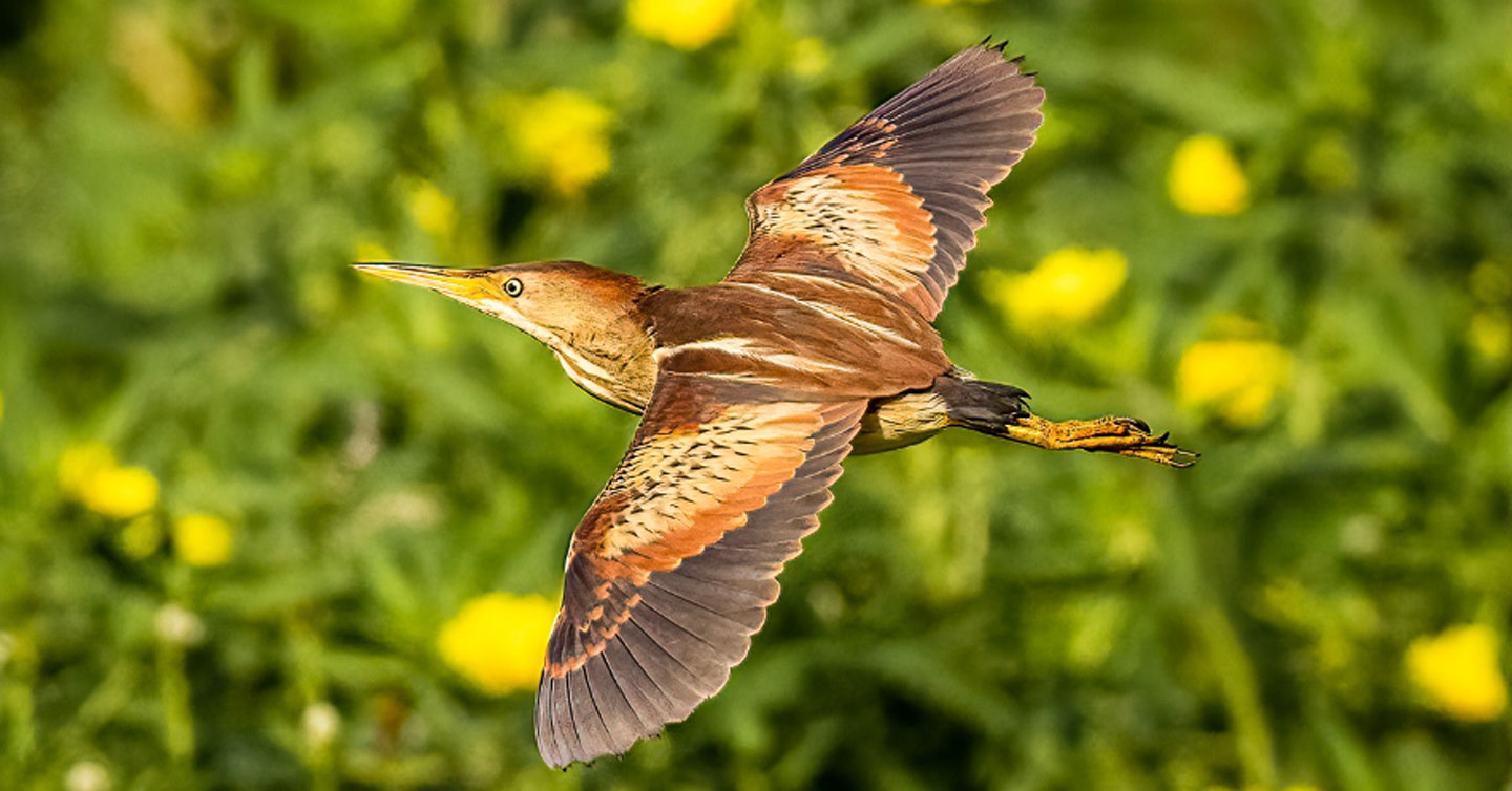 A female Least Bittern flies low over the marsh near the west bay observation deck of Conestee Nature Preserve.