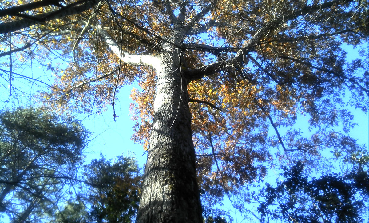 Forest at Oconee Town