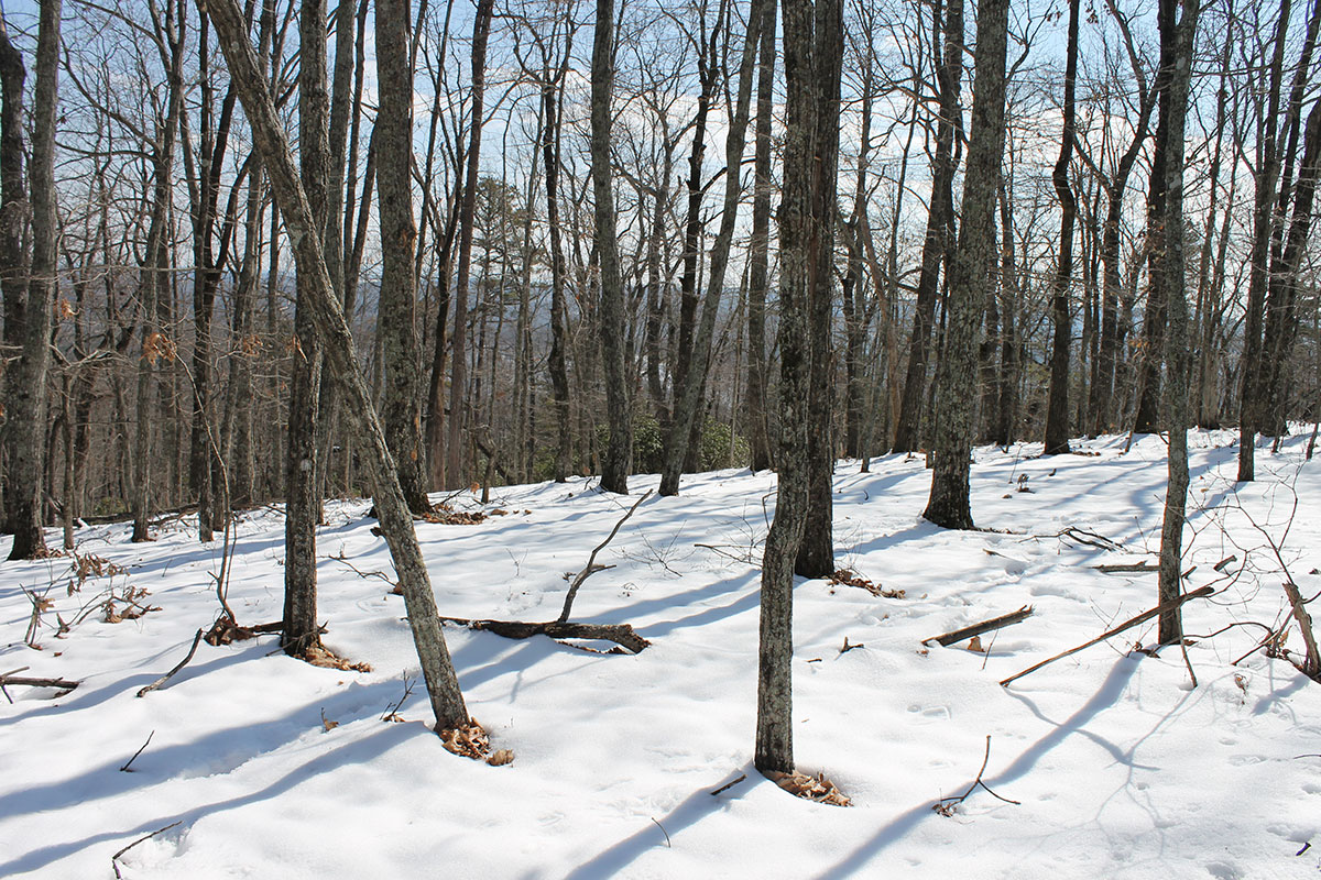 Grassy Knob in Winter