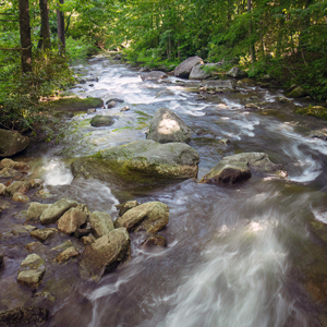 The Water Log: Riparian Buffers in Greenville County