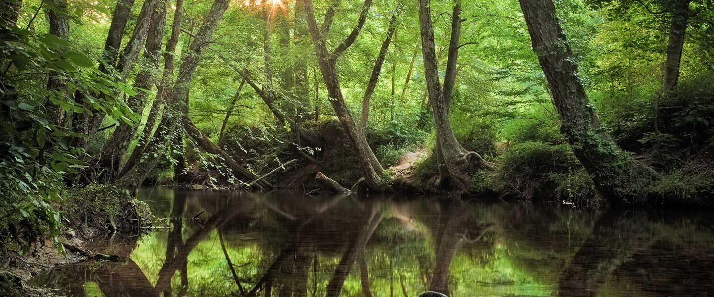 The Water Log What do trees have to do with clean water?
